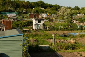 Allotments May 12 2016 - 1