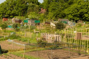 Allotments May 12 2016 - 2