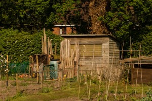 Allotments May 12 2016 - 21  