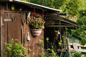 Allotments May 12 2016 - 24  