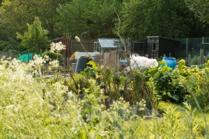 Allotments May 12 2016 - 26  